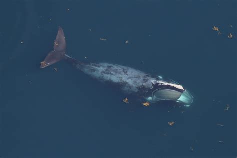 10 Things You Should Know About North Atlantic Right Whales Noaa