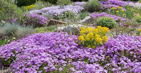 15 Of The Best Flowering Ground Covers Gardeners Path