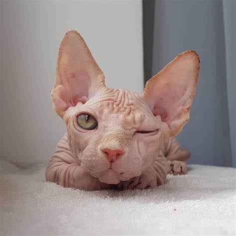 Sphynx Bambino Cat Cute Cats And Dogs Cute Cats