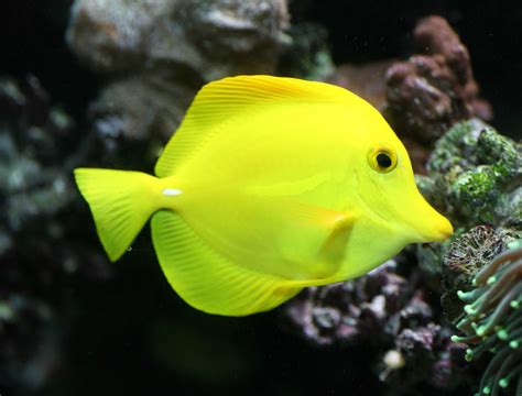 Tang Tropical Fish Ocean Sea Underwater Wallpapers Hd Desktop