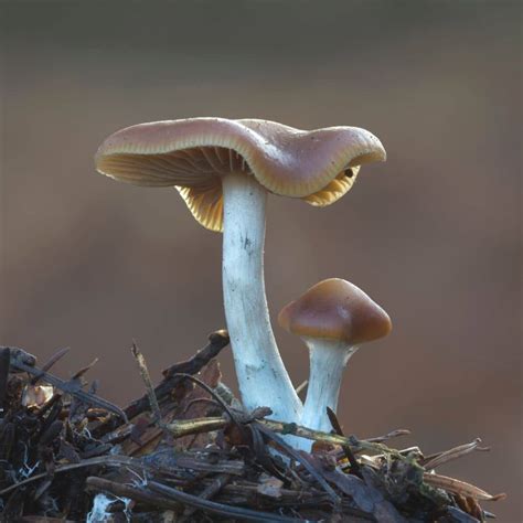 Psilocybe Cyanescens Mushrooms Habitat Potency And More