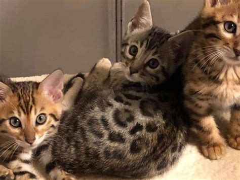 Male Cats for Sale in Seattle | Cats on Oodle Classifieds