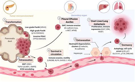 Frontiers Pre Clinical Models Of Metastasis In Pancreatic Cancer