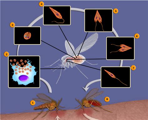 Leishmania Life Cycle Diagram Quizlet