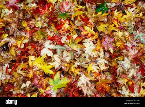 Autumn Leaves On The Ground Stock Photo Alamy