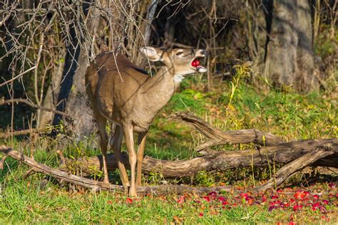 White Tailed Deer Eating Apple White Tailed Deer Eating A Flickr