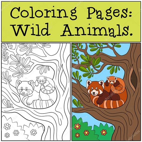 Coloring Pages Wild Animals Mother Red Panda With Her Baby Stock