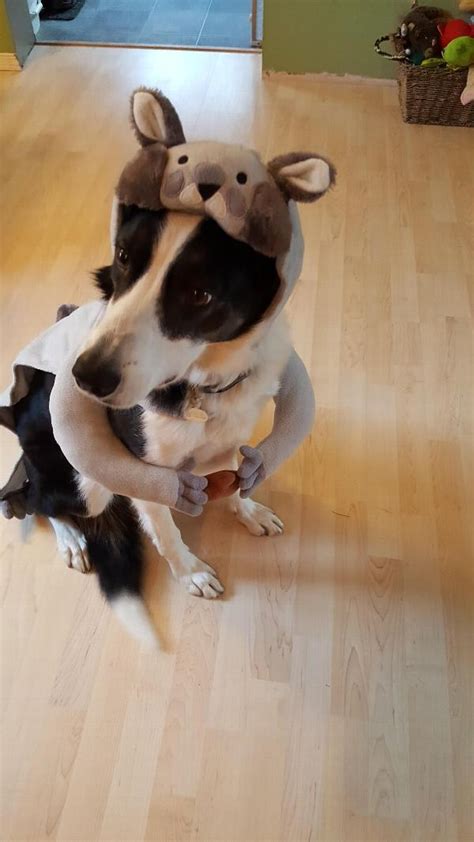 Squirrel Dog Costume With Same Day Shipping Baxterboo
