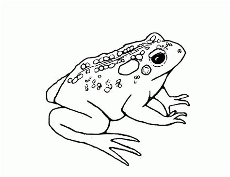 american toad coloring page - Clip Art Library