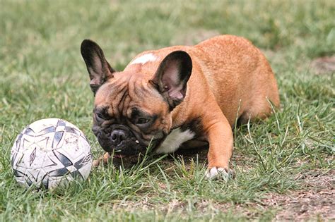 Use the search tool below and browse adoptable french bulldogs! SDIM5476 | Cannabis French Bulldog I have already 7 months ...