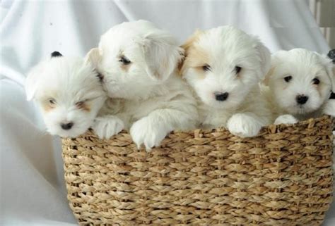 Fluffy Pedigree White Coton De Tulear Puppies