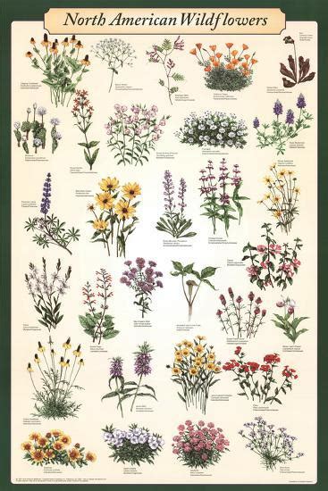 North American Wildflowers Educational Science Chart