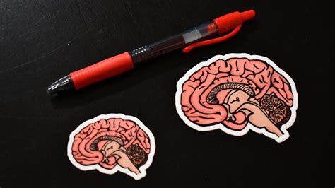 Brain Sticker Neuroscience Laptop Decals Vinyl Die Cut Etsy