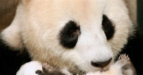 Panda Mom Hugs Her Cub Is Precious Sweetness Pinterest