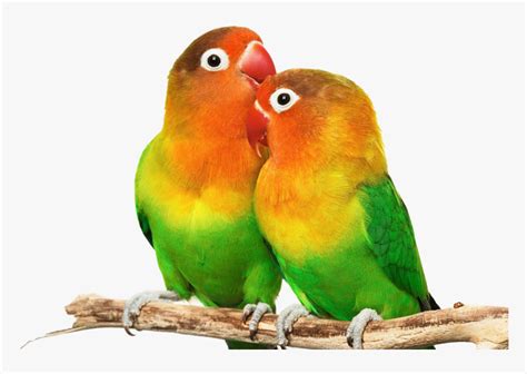 Mewarnai sketsa burung beraneka ragam. Love Birds Png Images Hd Love Birds Images Png