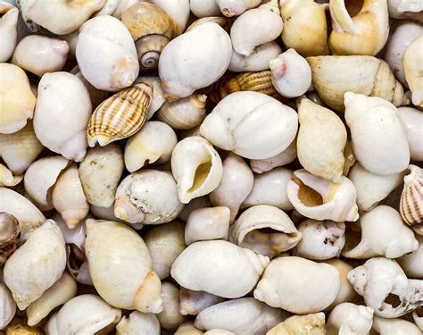 White Sea Shells Filling The Frame From Above By Stocksy Contributor