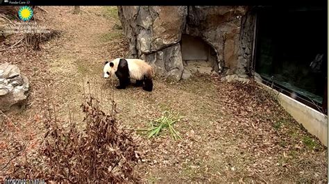Giant Panda Cam National Zoo Resumes Panda Watch Following Shutdown