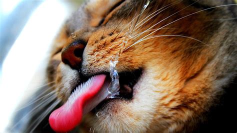 Yellow Tabby Cat Showing Tounge Hd Wallpaper Wallpaper Flare