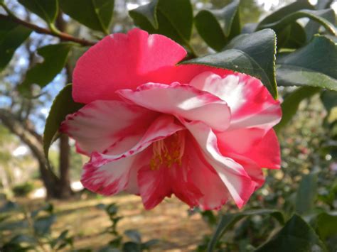 These camellia were shot at descanso gardens in la canada, california. The Traveling Gardener: Camellias in Bloom