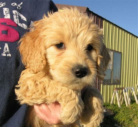 The goldendoodle gained popularity in the 1990's, and breeders soon began developing a smaller goldendoodles by introducing the mini. Puppies for sale - Goldendoodles - in Frank town ...