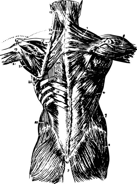 Back Muscles Vintage Illustration Engraved Back Muscles Vector Engraved Back Muscles Png And