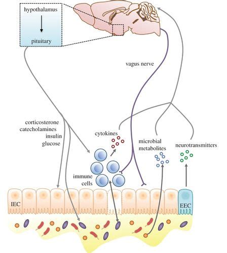 Sex Differences In The Gut Microbiomebrain Axis Across The Lifespan