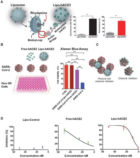 An Engineered Nano Liposome Human Ace2 Decoy Neutralizes Sars Cov 2