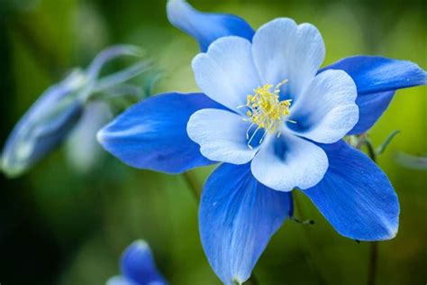 25 Beautiful Blue Flowers For Your Garden