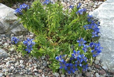 Crested Gentian Image