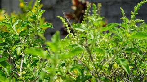 Why You Must Keep Tulsi Plant At Home Benefits And Importance