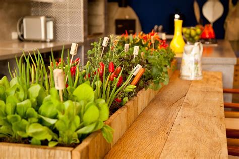6 Best Indoor Vegetable Garden Design Ideas What You Must Make London