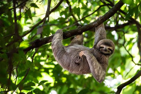 Tropical Rainforest Biome Animals List