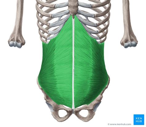 Extending across the anterior surface of the body from the superior border of the pelvis to the inferior border of the ribcage are the muscles of the abdominal wall, including the transverse and rectus abdominis and the internal and external obliques. Lateral abdominal muscles | Muscle anatomy, Human body ...