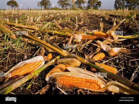 Agricultural Waste Stock Photos & Agricultural Waste Stock ...