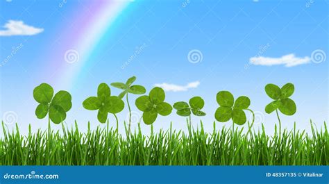 Close Up Shot Of Four Leaf Clovers In A Field Stock Image Image Of