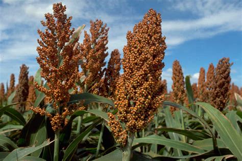 Health Benefits Of Sorghum