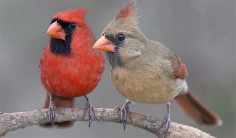 7 Proven Ways To Attract Cardinals To Feeders 2023 Bird Watching Hq