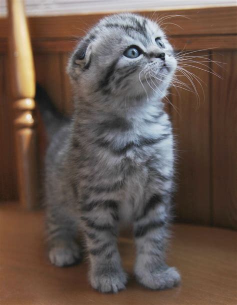 Scottish Fold Munchkin Kittens For Sale Scottish Fold Love 2015