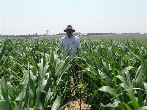 Irrigated Corn Irrigation Research Foundation