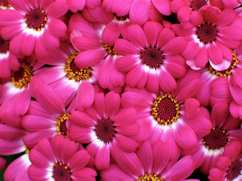 Free Photo Pink Flowers Bloom Flower Pink Free Download Jooinn