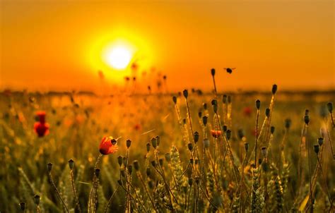 Flower Meadow And Sunset Wallpapers Wallpaper Cave