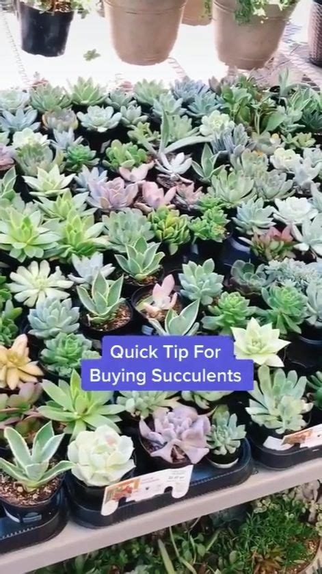 Quick Tip For Buying Succulents Succulent Garden Diy Succulents