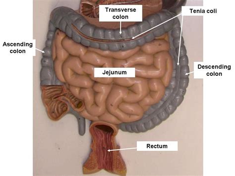 Image Result For Digestive System Models Labeled Digestive System