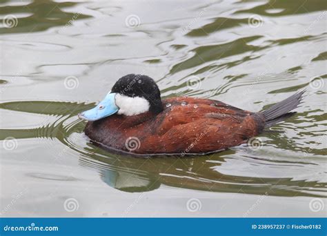 North American Ruddy Duck Oxyura Jamaicensis 3 Stock Image Image Of