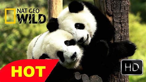Life Of Panda Bbc Wildlife Animal Documentary National Geographic Full