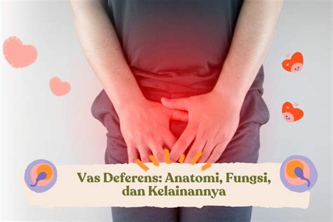 Vas Deferens Reproduksi Pria Anatomi Fungsi Kelainannya Hot Sex Picture