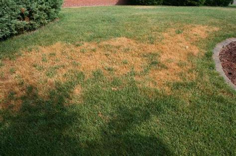 Has Your Grass Turned Brown Summer Lawncare Tips ⋆ Big Blog Of Gardening