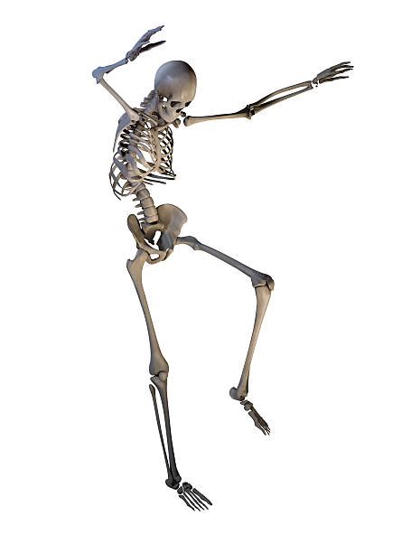 Best Human Skeleton Stock Photos Pictures And Royalty Free Images Istock