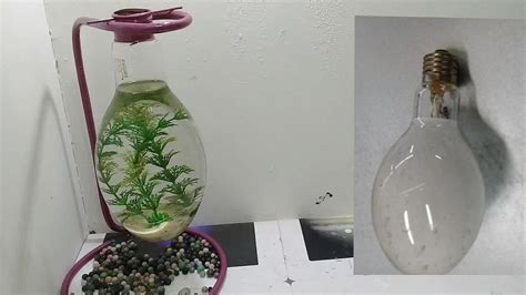 Tidak harus besar, aquarium mini unik berikut ini dapat menjadi inspirasi kamu untuk tempat tinggal ikan hias kesayanganmu! aquarium dari lampu bekas - YouTube
