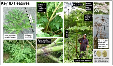 Mersey Rivers Trust Giant Hogweed